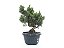 Pré Bonsai Shimpaku Kishu 7 Anos - Imagem 1