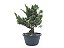 Pré Bonsai Shimpaku Kishu 7 Anos - Imagem 4