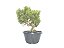 Pré Bonsai Shimpaku Kishu 7 Anos - Imagem 1