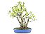 Bonsai Fícus Microcarpa Multiplos Troncos 15 Anos - Imagem 1