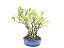 Bonsai Fícus Microcarpa Multiplos Troncos 15 Anos - Imagem 2