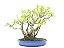 Bonsai Fícus Microcarpa Multiplos Troncos 15 Anos - Imagem 3