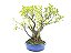Bonsai Fícus Microcarpa Multiplos Troncos 15 Anos - Imagem 4