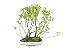 Bonsai Fícus Microcarpa Bosque 10 Anos - Imagem 1