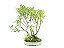 Bonsai Fícus Microcarpa Bosque 10 Anos - Imagem 2