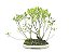 Bonsai Fícus Microcarpa Bosque 10 Anos - Imagem 3