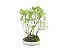Bonsai Fícus Microcarpa Bosque 10 Anos - Imagem 4