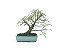 Bonsai Calliandra Branca 4 Anos - Imagem 1