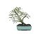 Bonsai Calliandra Branca 4 Anos - Imagem 3