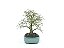 Bonsai Calliandra Branca 4 Anos - Imagem 4
