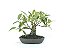 Bonsai Fícus Organensis 9 Anos - Imagem 1