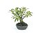 Bonsai Fícus Organensis 9 Anos - Imagem 2