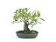 Bonsai Fícus Organensis 9 Anos - Imagem 3