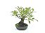 Bonsai Fícus Organensis 9 Anos - Imagem 4