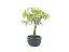 Bonsai Acer Kaede 2 Anos - Imagem 2
