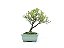 Bonsai Buxus Harlandii  3 Anos - Imagem 1