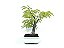 Bonsai Cerejeira Sakura Rosa 8 anos - Imagem 2