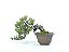 Bonsai Procumbens 7 Anos - Imagem 1