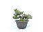Bonsai Procumbens 7 Anos - Imagem 2
