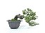 Bonsai Procumbens 7 Anos - Imagem 3