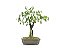 Bonsai Pithecolobium Dumosum 5 Anos - Imagem 1