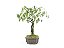 Bonsai Pithecolobium Dumosum 5 Anos - Imagem 2