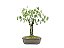 Bonsai Pithecolobium Dumosum 5 Anos - Imagem 3