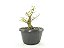 Pré Bonsai Sarandi 7 Anos - Imagem 4