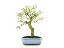 Bonsai Sarandi 7 Anos - Imagem 3