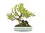 Bonsai Cereja Anã 11 Anos - Masterpiece - Imagem 1