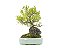 Bonsai Cereja Anã 11 Anos - Masterpiece - Imagem 2