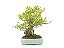 Bonsai Cereja Anã 11 Anos - Masterpiece - Imagem 4