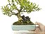 Bonsai Cereja Anã 11 Anos - Masterpiece - Imagem 5