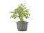 Pre Bonsai Pitheco  9 Anos - Imagem 4