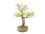 Bonsai Pinus elliottii 11 Anos - Imagem 2