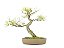 Bonsai Pinus elliottii 11 Anos - Imagem 3