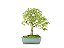 Bonsai Acer Kaede 5 Anos - Imagem 3