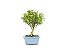 Bonsai Cereja 3 Anos - Imagem 3