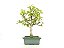 Bonsai Macieira anã 8 Anos - Imagem 1