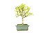 Bonsai Macieira anã 8 Anos - Imagem 3