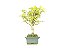 Bonsai Macieira anã 8 Anos - Imagem 4