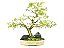 Eco Adubo 2 Pacotes 1,500kg - Imagem 9