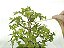 Pasta Selante e Cicatrizante Yama-en Bonsai 60ML - Imagem 6