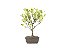 Bonsai Azaléia Satsuki 2 Anos - Imagem 1