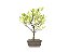 Bonsai Azaléia Satsuki 2 Anos - Imagem 3