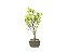Bonsai Azaléia Satsuki 2 Anos - Imagem 4