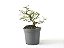 Pré Bonsai Calliandra Rosa 6 Anos - Imagem 3