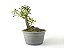 Pré Bonsai Piracanta Laranja 7 Anos - Imagem 4