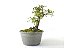 Pré Bonsai Piracanta Laranja 7 Anos - Imagem 2