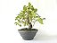 Pré Bonsai Fícus Organensis 8 Anos - Imagem 1